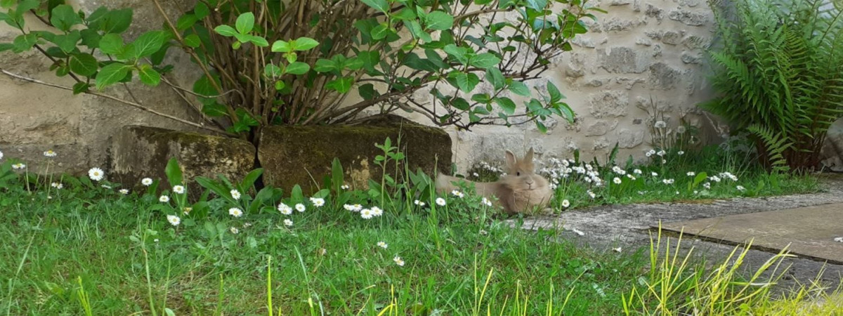 léon à la campagne.JPG