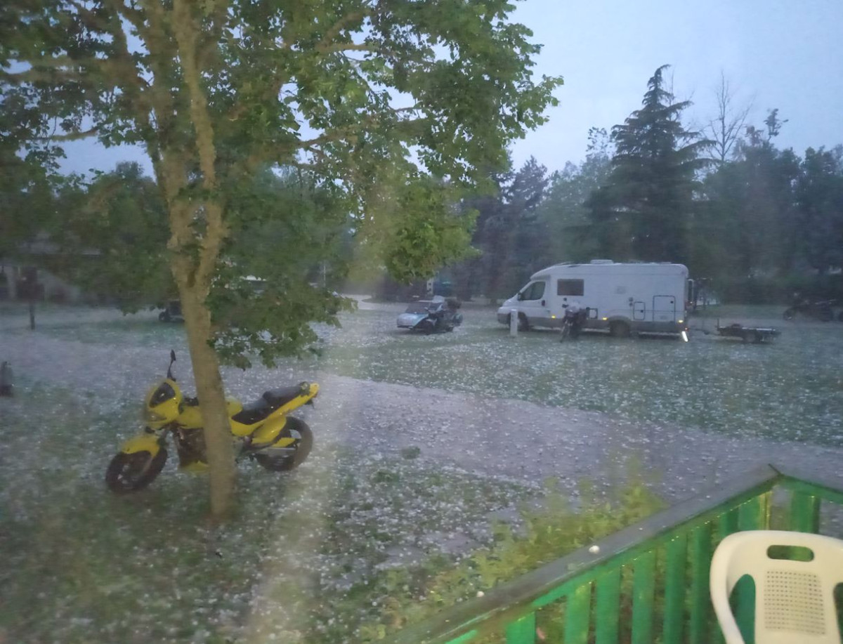 le frelon de Dame Bruna.JPG