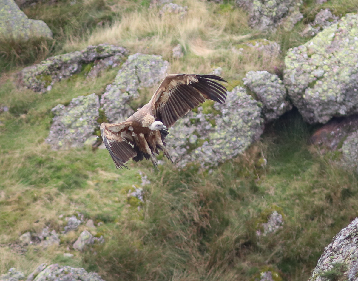 Train sorti (mais je n'ai pas l'atterrissage, cet idiot s'étant posé derrière un rocher...)