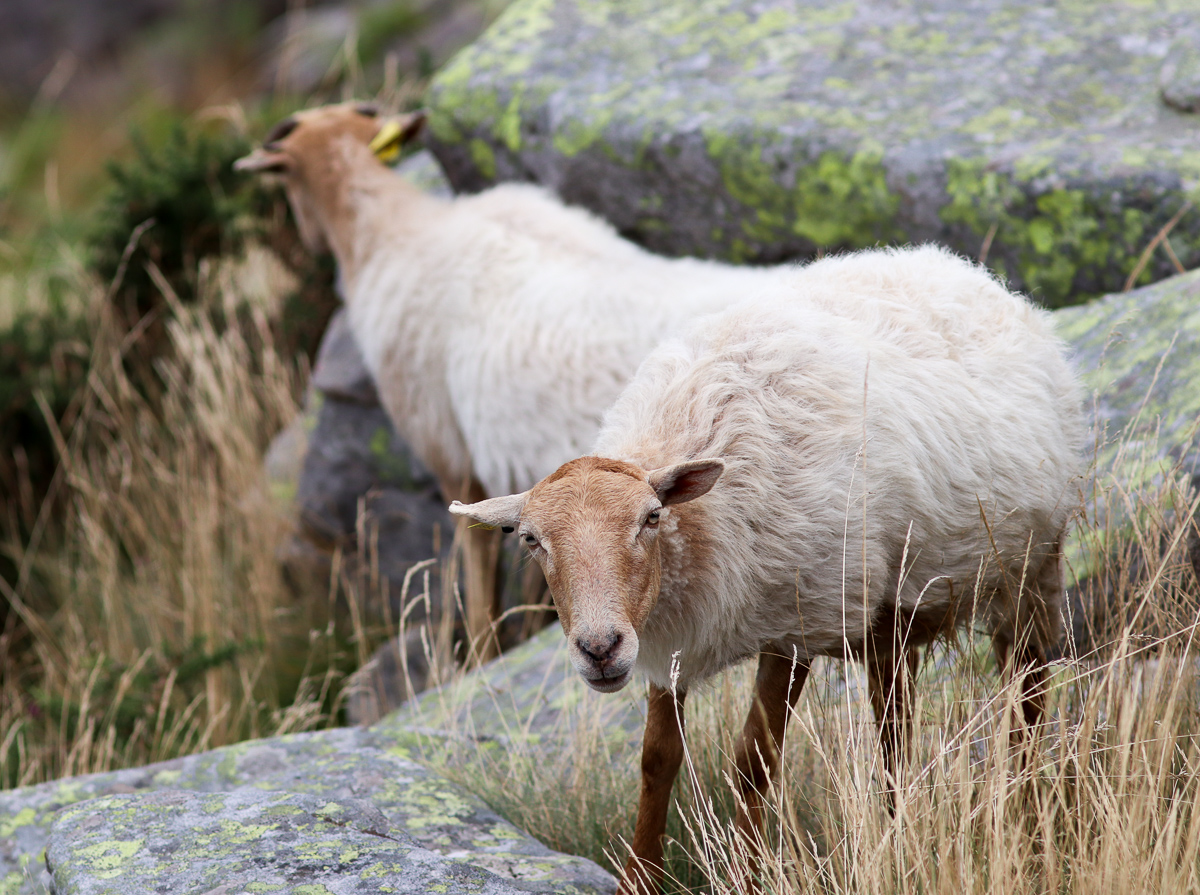 Qu'est-ce que tu me veux toi ??????