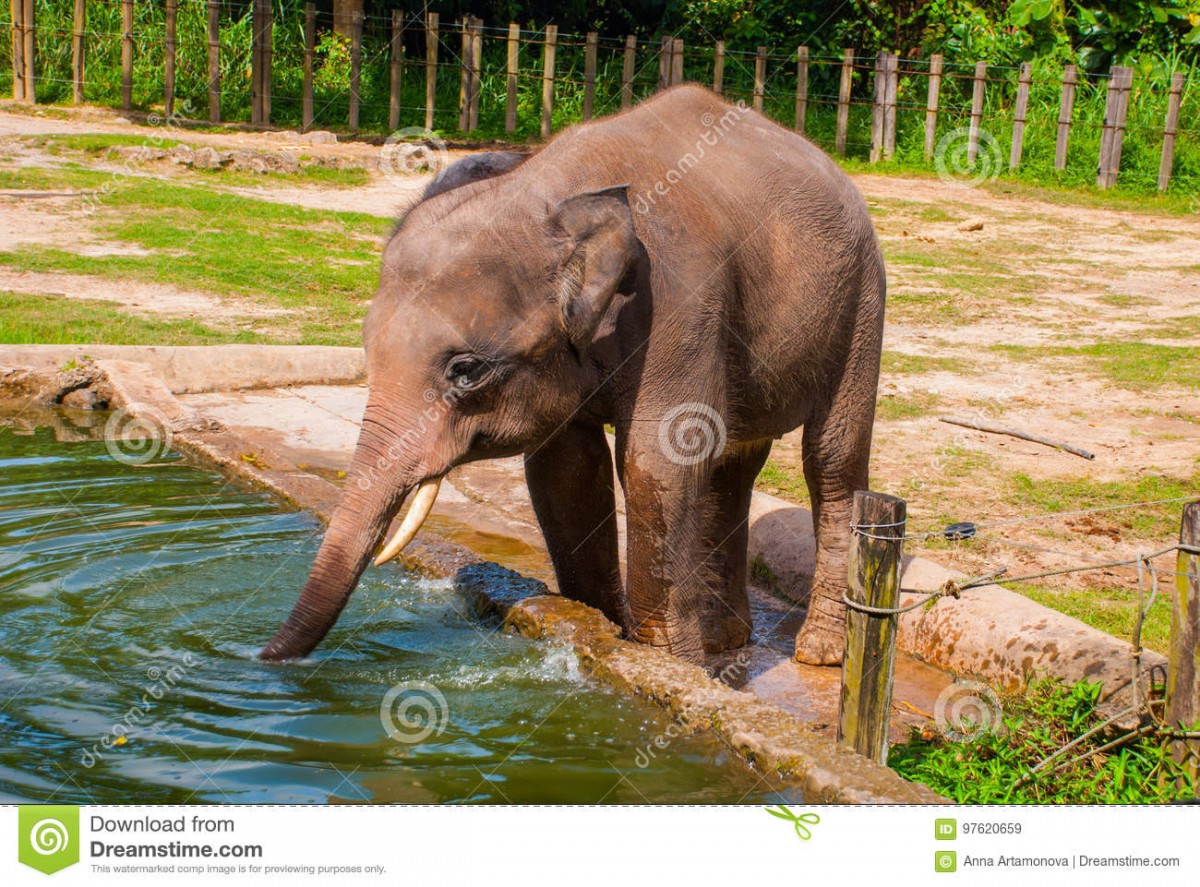 l-éléphant-de-bébé-boit-eau-97620659.jpg