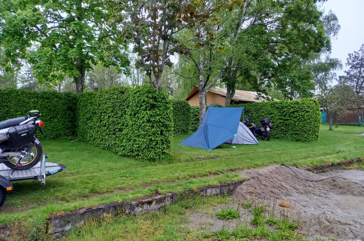 Big BOB ou la biche qui boite.JPG