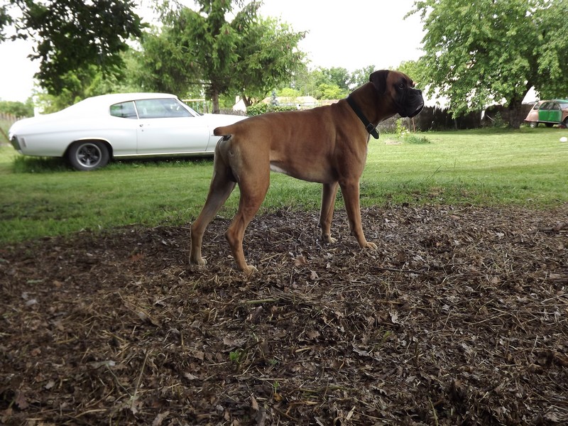 Jardin  &  Konan 06 2013 011.JPG