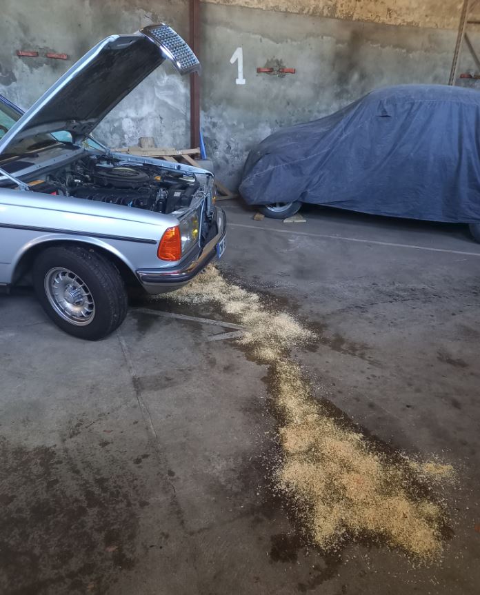 ma vieille grisette.JPG